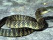 В Карпатах зафиксировано нападение змеи 