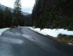 Водители, будьте осторожны!: В Закарпатье на дорогу выпрыгивают олени 