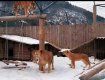 Можно смотреть вечно: В Закарпатье тигры и львица нереально кайфуют от снега 