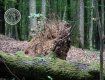 В Закарпатье прошелся ураганный ветер - деревья вырвало с корнями