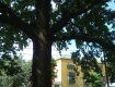 В Закарпатье дерево с необычной энергетикой, которому почти 400 лет, привлекает тысячи туристов 