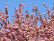 Кадры цветущей сакуры в Ужгороде