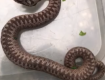 В Закарпатье ядовитая змея заползла в двор дома местного жителя 