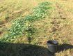 В Закарпатье полицейские не оценили "богатый" огород местного жителя