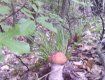 Первые съедобные грибы в лесах Закарпатья