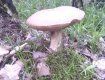Первые съедобные грибы в лесах Закарпатья