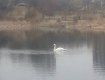 На озеро "Кирпичка" в Ужгороде прилетел первый лебедь