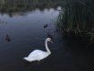 На озере "Кирпичка" в Ужгороде снова появились лебеди