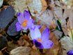 В дендропарке "Березинка" цветут шафраны