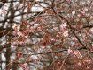 Сакура зацвела: Дерево японской вишни решило обрадовать жителей Мукачево