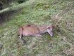В Закарпатье нелюди убили оленей из экопарка