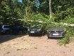 В Закарпатье сильный ветер обрушил дерево на стоянку с авто