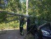 В Закарпатье сильный ветер обрушил дерево на стоянку с авто