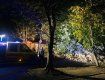 "Завалене" дерево в Ужгороді влаштувало "розгардіяш" у районі вулиці Одеської