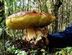В закарпатских лесах белых грибов немерено