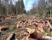 Управление лесного хозяйства допустили незаконную рубку деревьев в Закарпатье
