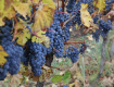 50 экспертов исследовали качество винограда на Закарпатье