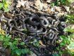 На территории общеобразовательной школы села Камьяница обнаружили гнездо змей