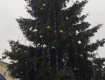 Главную новогоднюю елку в Ужгороде отдадут горожанам на дрова