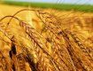 На Закарпатье ожидают урожай пшеницы 33 центнера с гектара