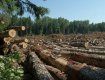 Закарпатские лесоводы зарабатывают миллионы