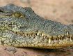 Мэр города Кэтрин призвала сократить популяцию крокодилов