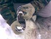Белорус голыми руками задушил волка в лесу