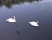 На озере "Кирпичка" в Ужгороде снова появились лебеди