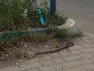 Возле Эпицентра в Ужгороде ползают змеи