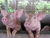 Концовские свиньи из "Ватры" переживают не лучшие времена