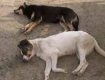В Ужгороде готовят массовую и бесплатную стерилизацию собак