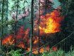 Пожар в лесу на Закарпатье потушили всем селом