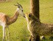 Смелая газель целуется с гепардом через ограждение зоопарка