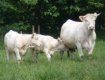 В Великой Копани рекордным количеством двойняшек могут похвастаться даже коровы