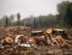 Из-за ненадлежащей охраны лесных ресурсов незаконно вырубывались деревья