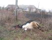 В селе Нелипино из-за непогоды погибла корова