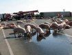 Свиньи сбежали из потерпевшего аварию автопоезда