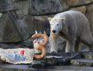 День рождение медведь Кнут отметил с шиком в Берлине