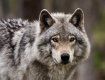 На Закарпатье волков в пять раз больше нормы