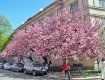 Помилуватися рожевим цвітом дерев в Ужгород приїздять тисячі туристів