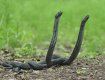 В Карпатах активизировались змеи: от их укусов пострадали 3 женщины