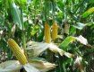 На Сумщине пенсионер из Закарпатья украл у фермера 550 кг кукурузы