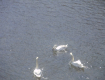 Три лебедя плавают в реке Уж на радость жителям Ужгорода