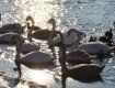 Река в Ужгороде промерзает вытесняя лебедей