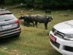 На ферме Хустщина снова сможет иметь большие стада буйволов