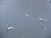 Куда исчезла семья белых лебедей из тихого города Ужгород?