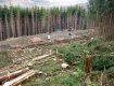 Ужгородец за какие-то 15 500 гривен "согласовал" варварскую вырубку леса