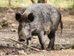 МНС Закарапття про нові випадки АЧС у диких свиней