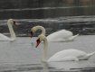 В реке Уж плавают три величественных белых лебедя