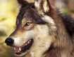 Волки терроризируют закарпатские села